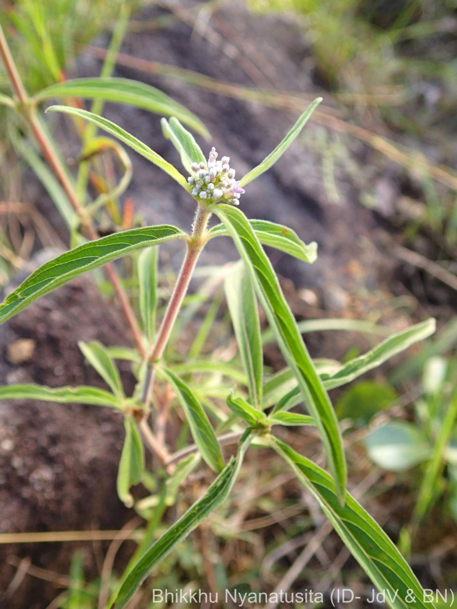 Knoxia sumatrensis (Retz.) DC.